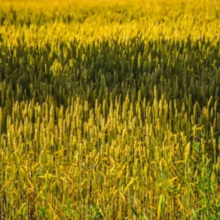 Palac Bed & Breakfast 4*